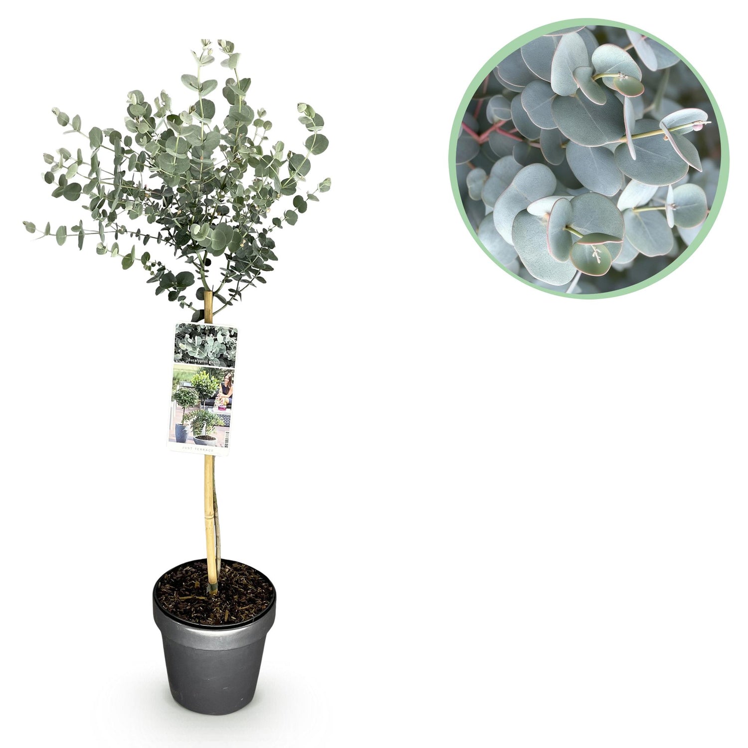 Eukalyptus Azura Stämmchen – Eucalyptus gunnii online kaufen | Silberlaub, Duftend &amp; Winterhart – Wurzelwerk Design