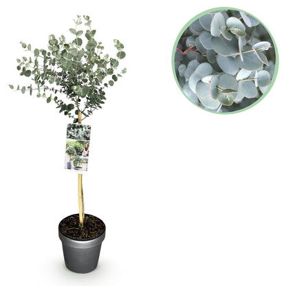 Eukalyptus Azura Stämmchen – Eucalyptus gunnii online kaufen | Silberlaub, Duftend &amp; Winterhart – Wurzelwerk Design
