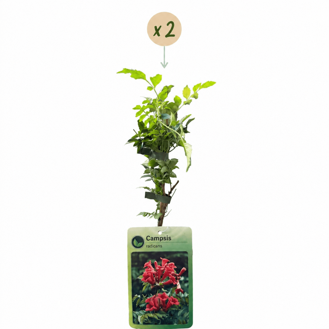 Trompetenblume kaufen – Campsis radicans | orange-rot, 2 Pflanzen, Ø 9 cm, Höhe 35 cm - Wurzelwerk Design