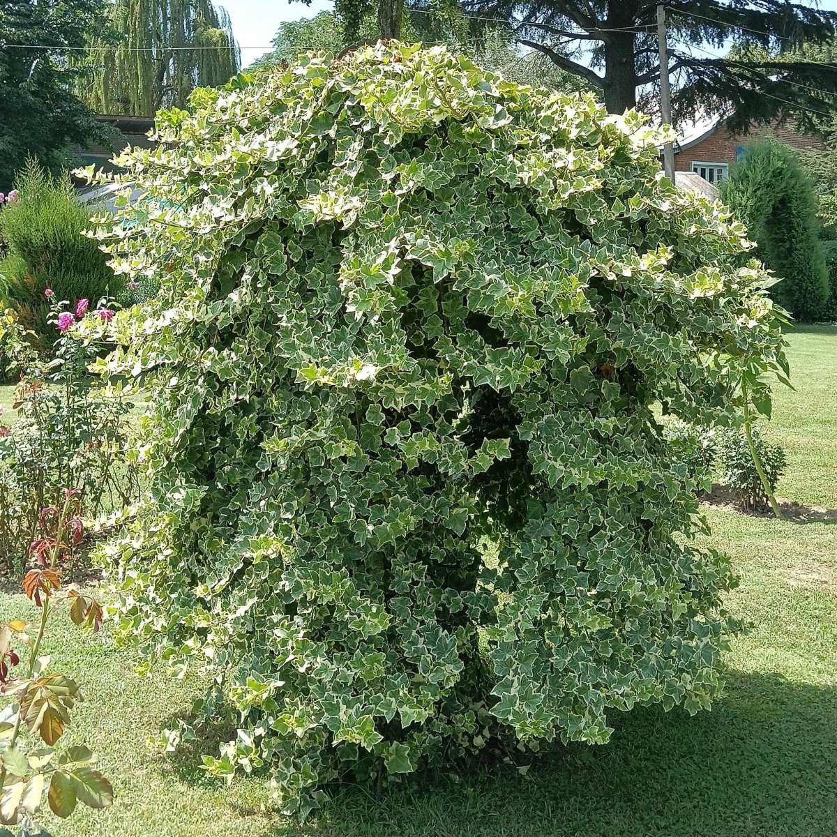 Hedera helix &