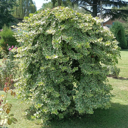 Hedera helix &