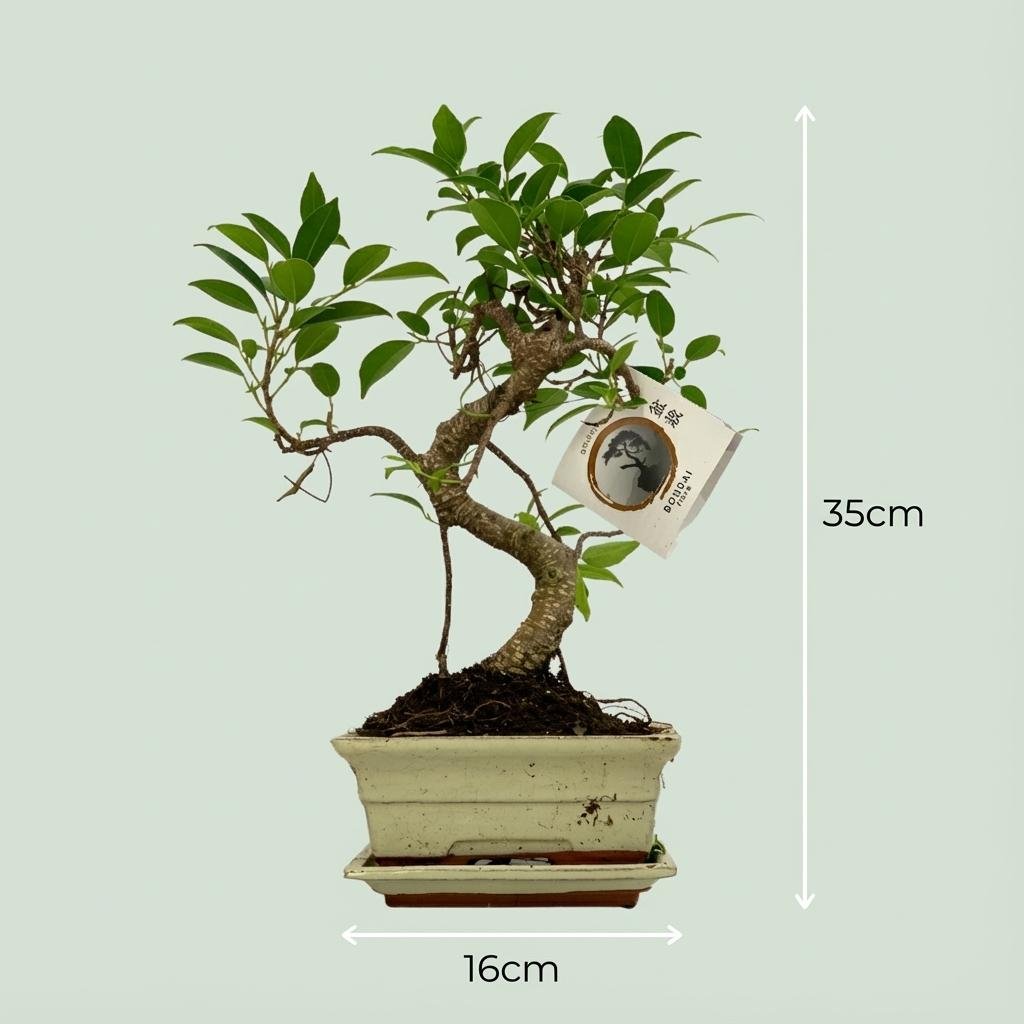 Everspring Bonsai S-Form Baum, 15 cm Durchmesser, 30-35 cm hoch, in Keramik-Mix, kleine Pflanze auf Thumbnail-Bild