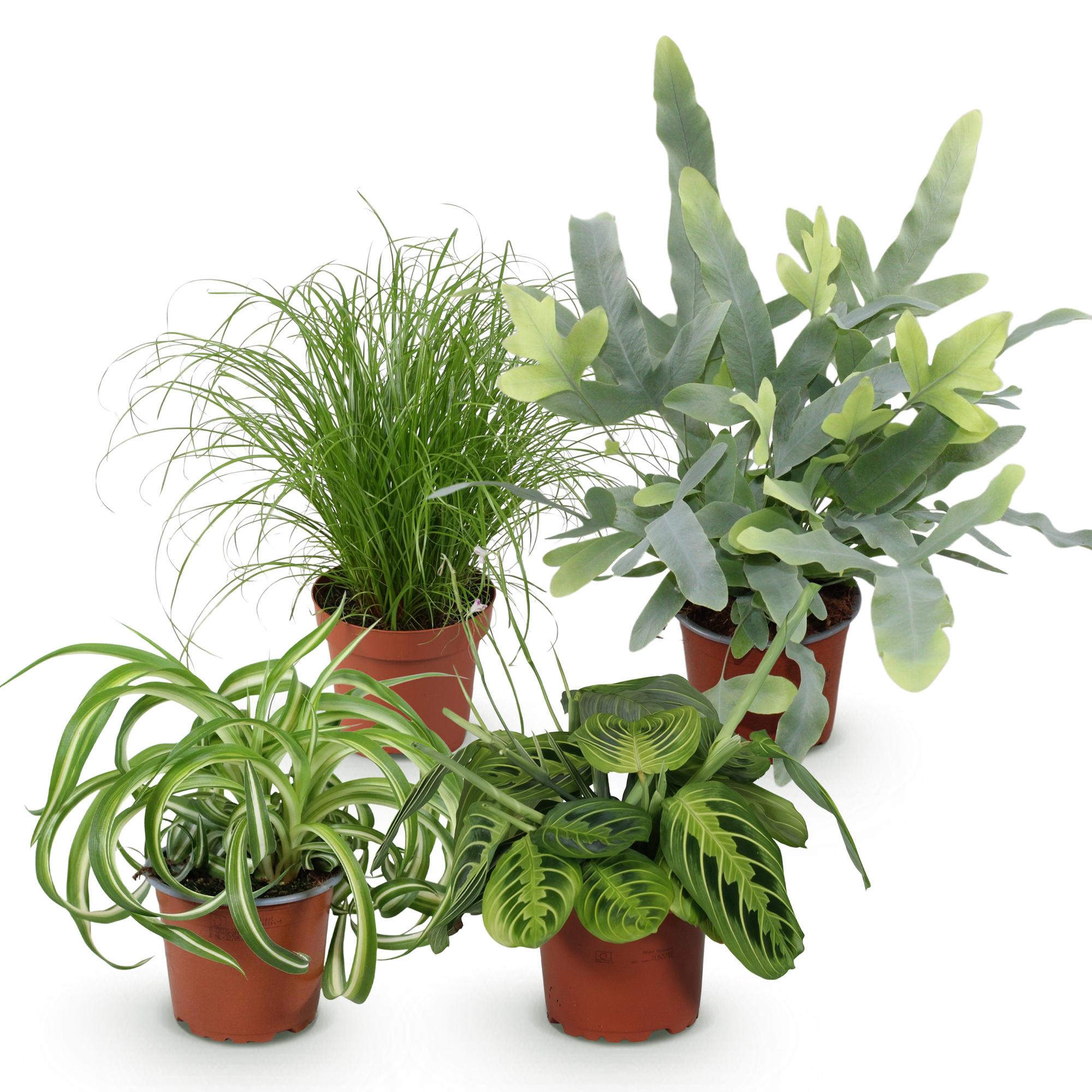Vier haustierfreundliche Pflanzen in 12cm Töpfen, inklusive Chlorophytum, Cyperus, Phlebodium und Marantha, ca. 25cm hoch