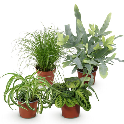 Vier haustierfreundliche Pflanzen in 12cm Töpfen, inklusive Chlorophytum, Cyperus, Phlebodium und Marantha, ca. 25cm hoch