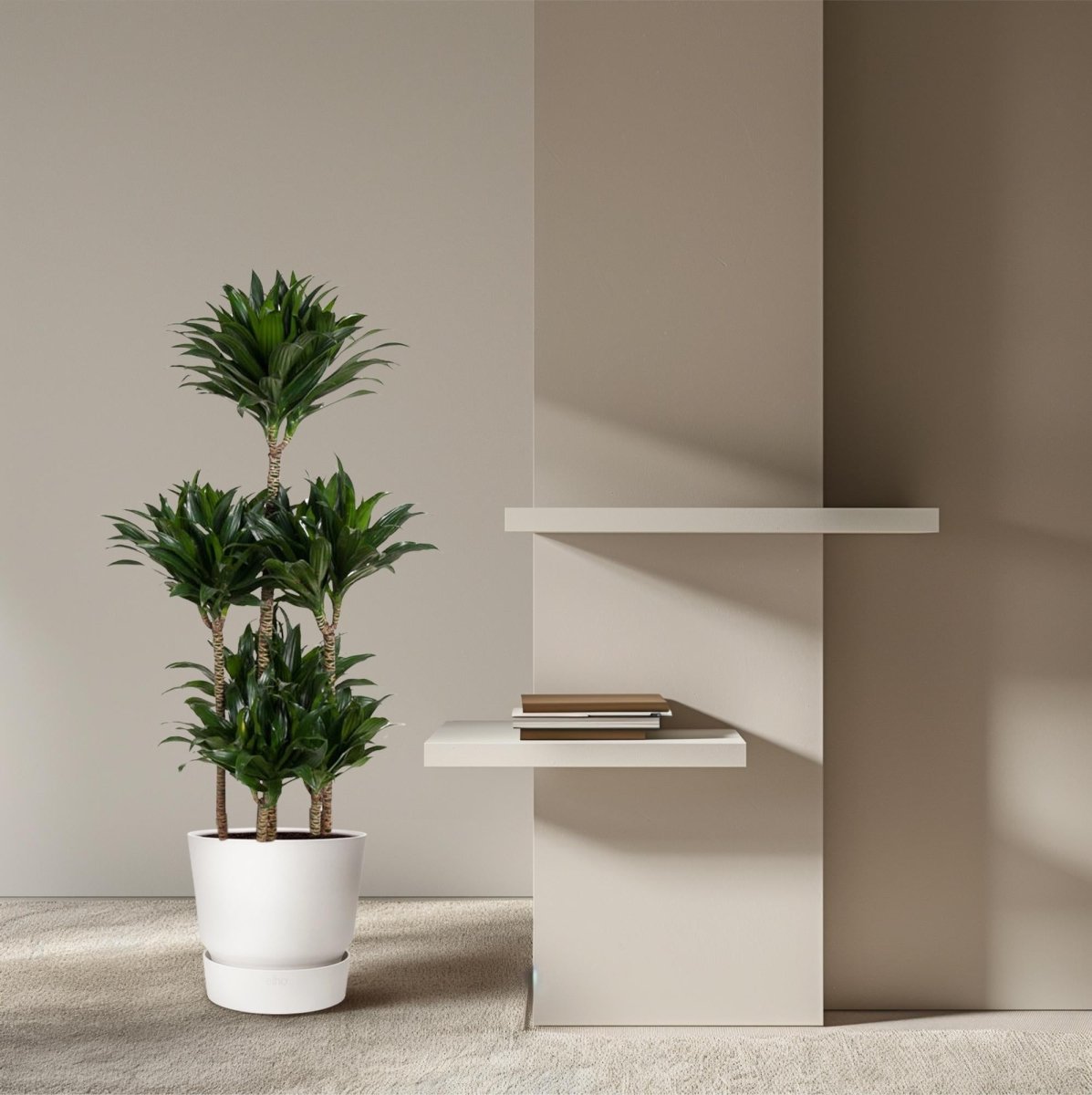 Dracaena Compacta – Pflegeleichte Zimmerpflanze für dein Zuhause - Wurzelwerk Design