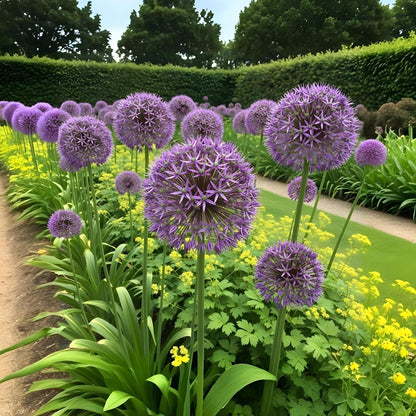 Blumenzwiebeln Allium Christophii | 15 Stück Lila – Zwiebelgröße 10/12 – XXL Pack - Wurzelwerk Design