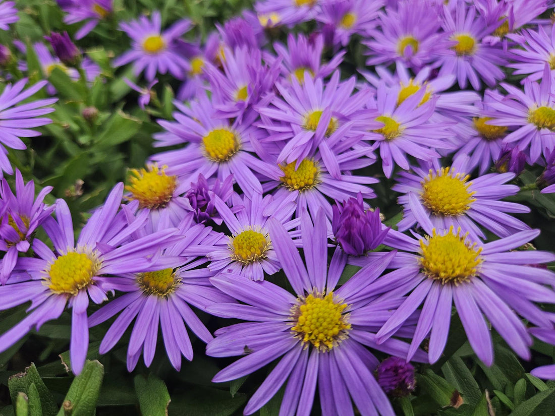 Herbstaster &