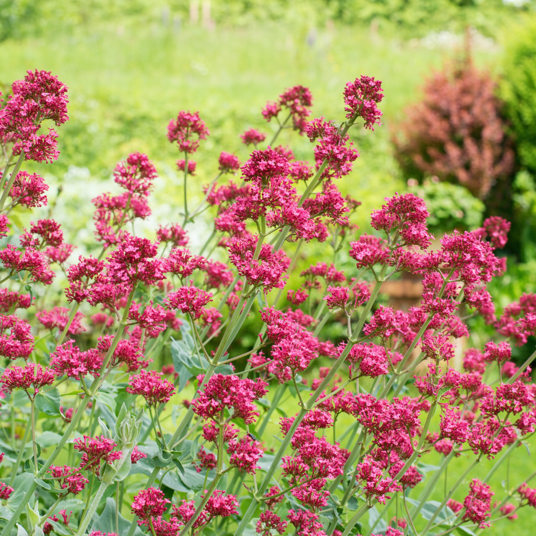 Sechs Centranthus ruber &