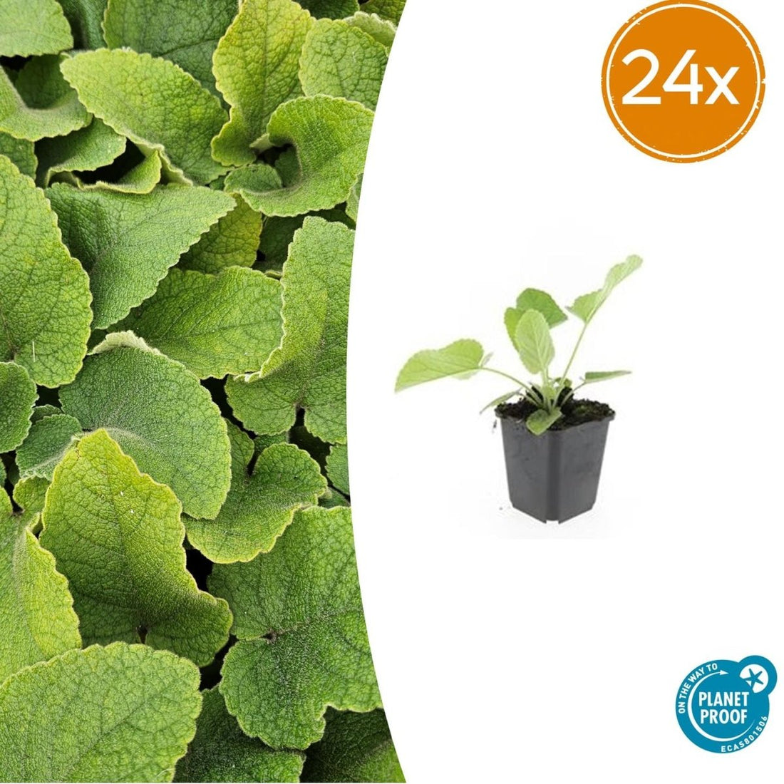 Phlomis russeliana – 24 Pflanzen Ø 9 cm Höhe 10–25 cm – Goldschopf - Brandkraut | Winterharte Staude für Sonne &amp; Halbschatten - Wurzelwerk Design