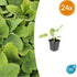 Phlomis russeliana – 24 Pflanzen Ø 9 cm Höhe 10–25 cm – Goldschopf - Brandkraut | Winterharte Staude für Sonne & Halbschatten - Wurzelwerk Design