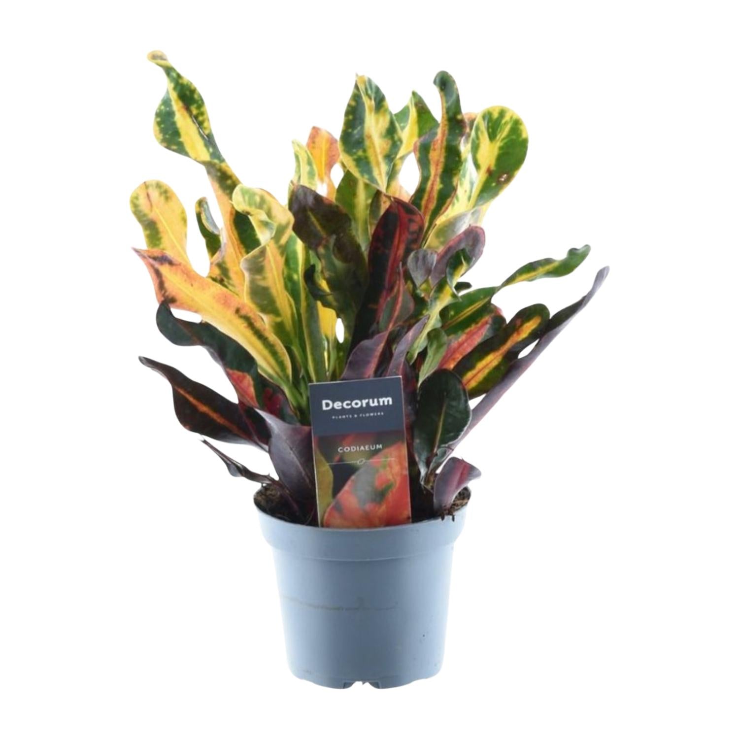 Bunte Codiaeum Mammi Zimmerpflanze in einem 12 cm Topf, lebendige Blätter, Everspring Marke, dekorative Zimmerpflanze