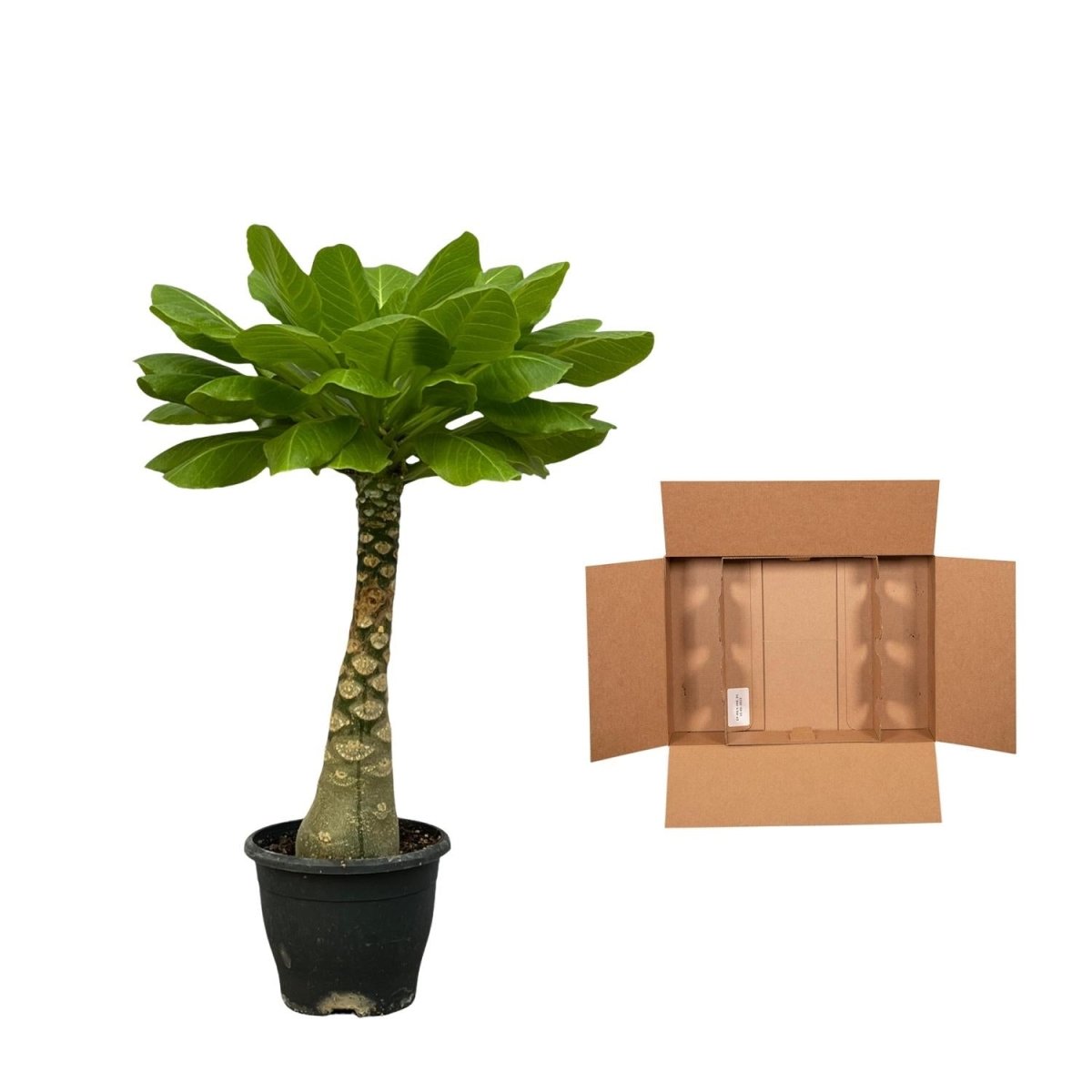 Hawaii - Palme Brighamia Insignis - 25 cm - Ø 12 cm - Wurzelwerk Design