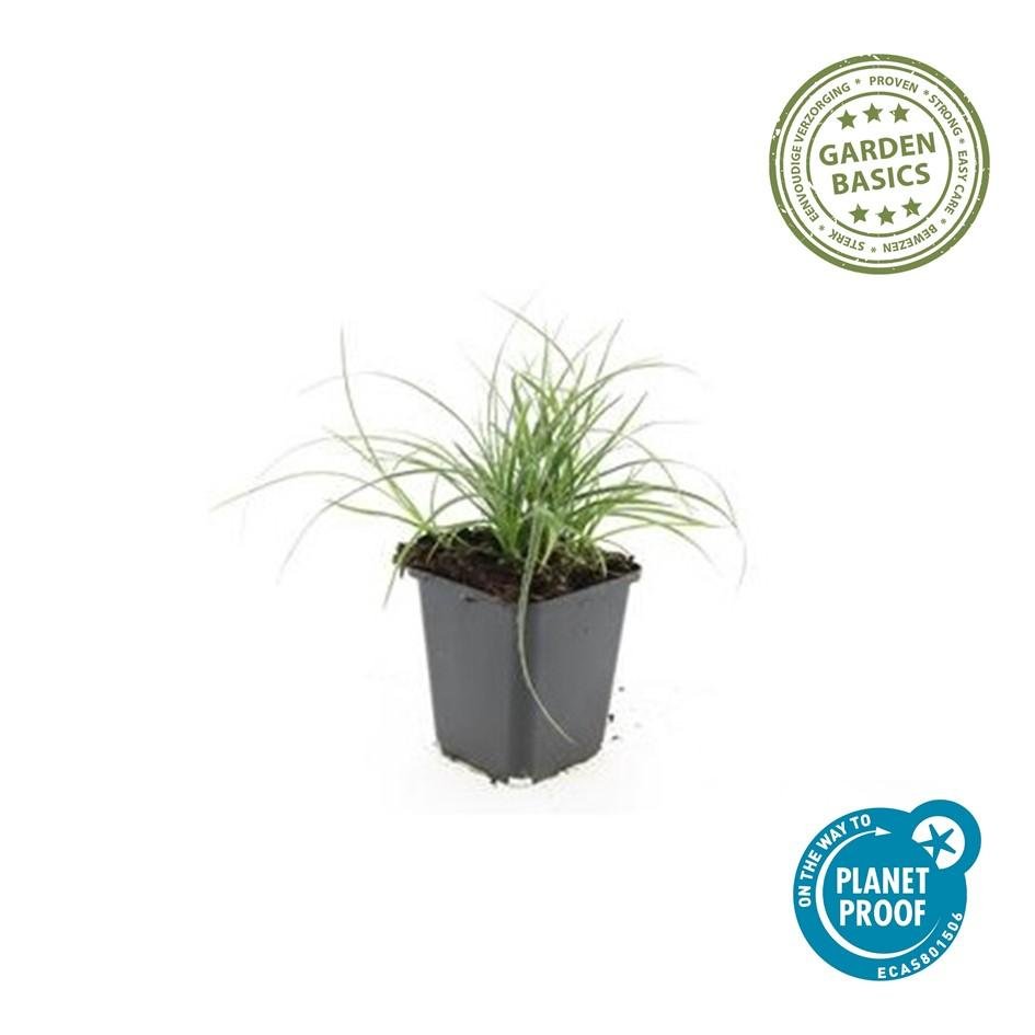 Luzula nivea – 24 Pflanzen Ø 9 cm – Schneemarbel | Wintergrünes Ziergras für Schatten &amp; Halbschatten - Wurzelwerk Design