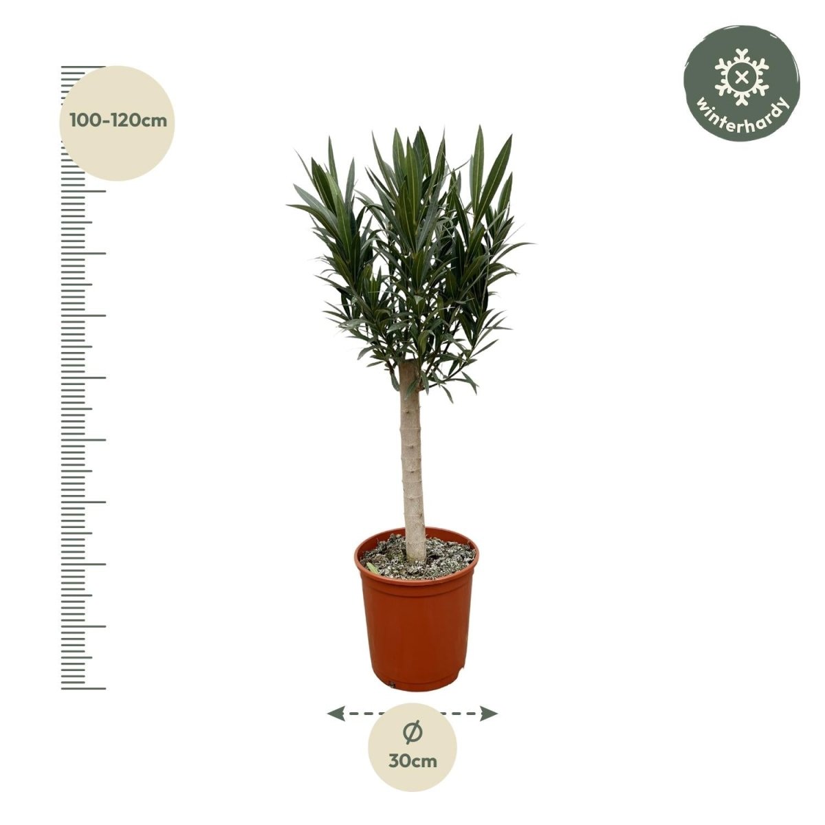 Oleander Hochstamm – Nerium Oleander – ca. 110 cm – Ø22 cm Topf – Immergrün &amp; Mediterran - Wurzelwerk Design