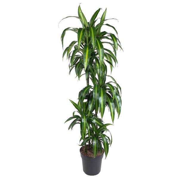 Dracaena Hawaiian Sunshine - 150cm - Wurzelwerk Design