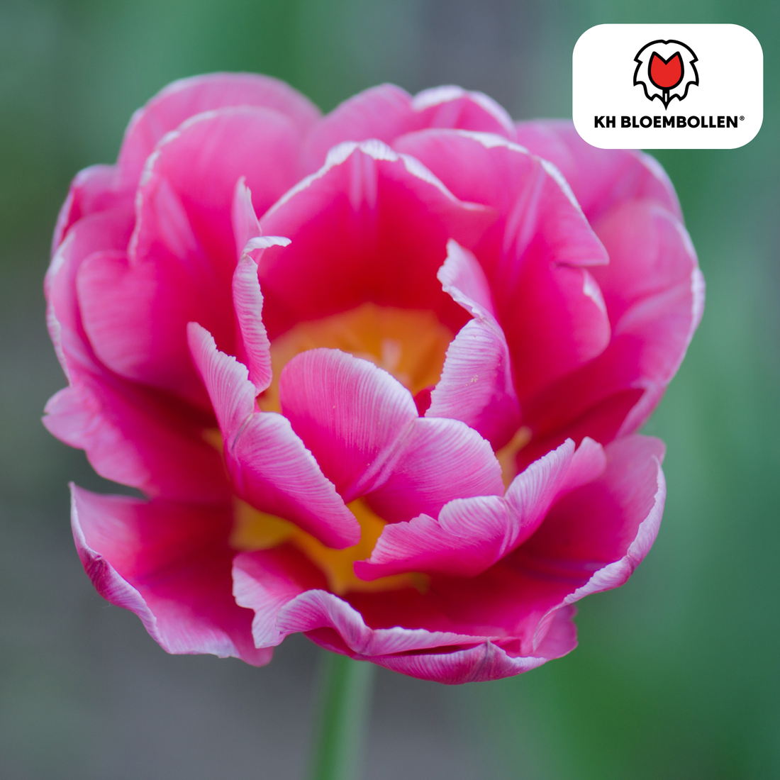 Tulpenzwiebeln Columbus – 20 Stück | Gefüllte rosa-weiße Tulpen