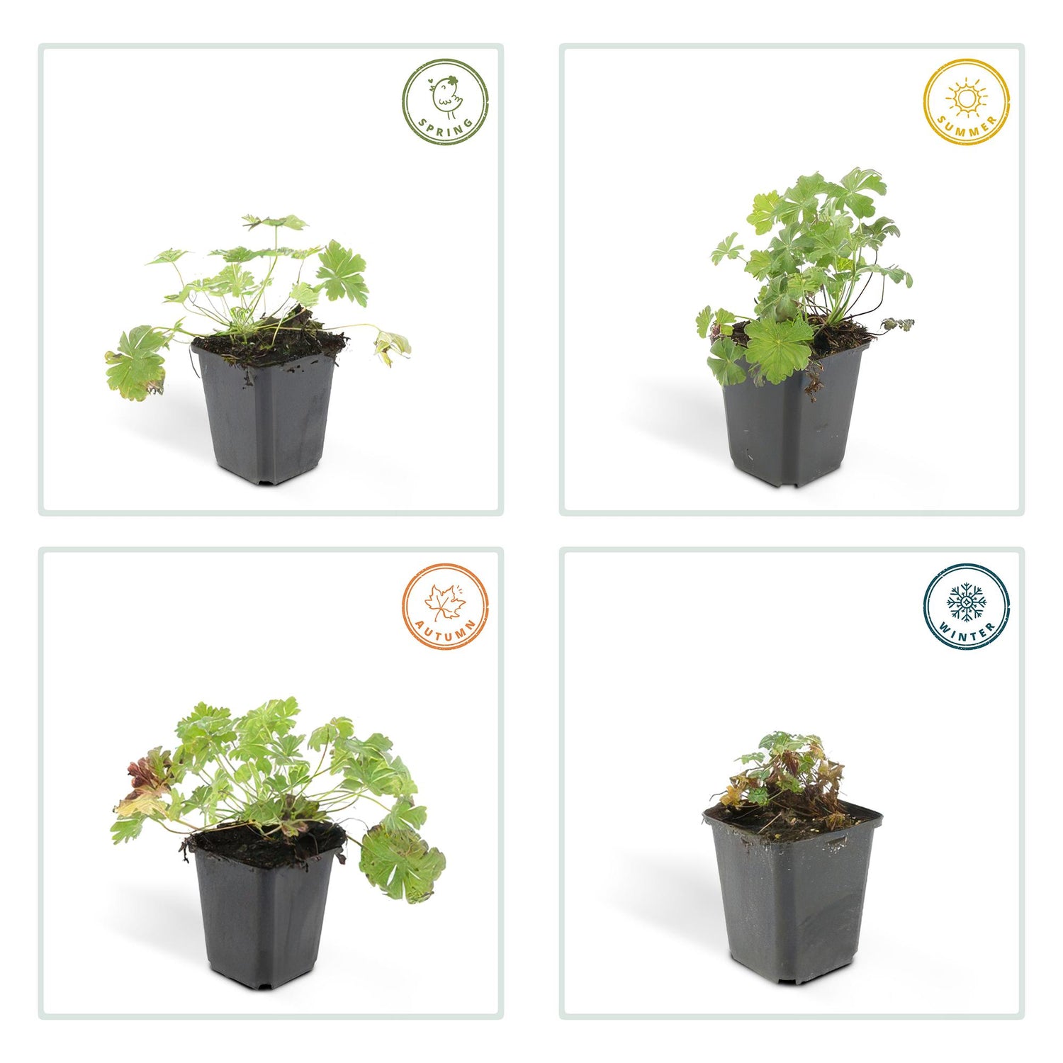 24x Geranium cantabrigiense ‘Biokovo’ – Duft-Storchschnabel für Garten &amp; Beete – Höhe 10–25 cm – Ø 9 cm