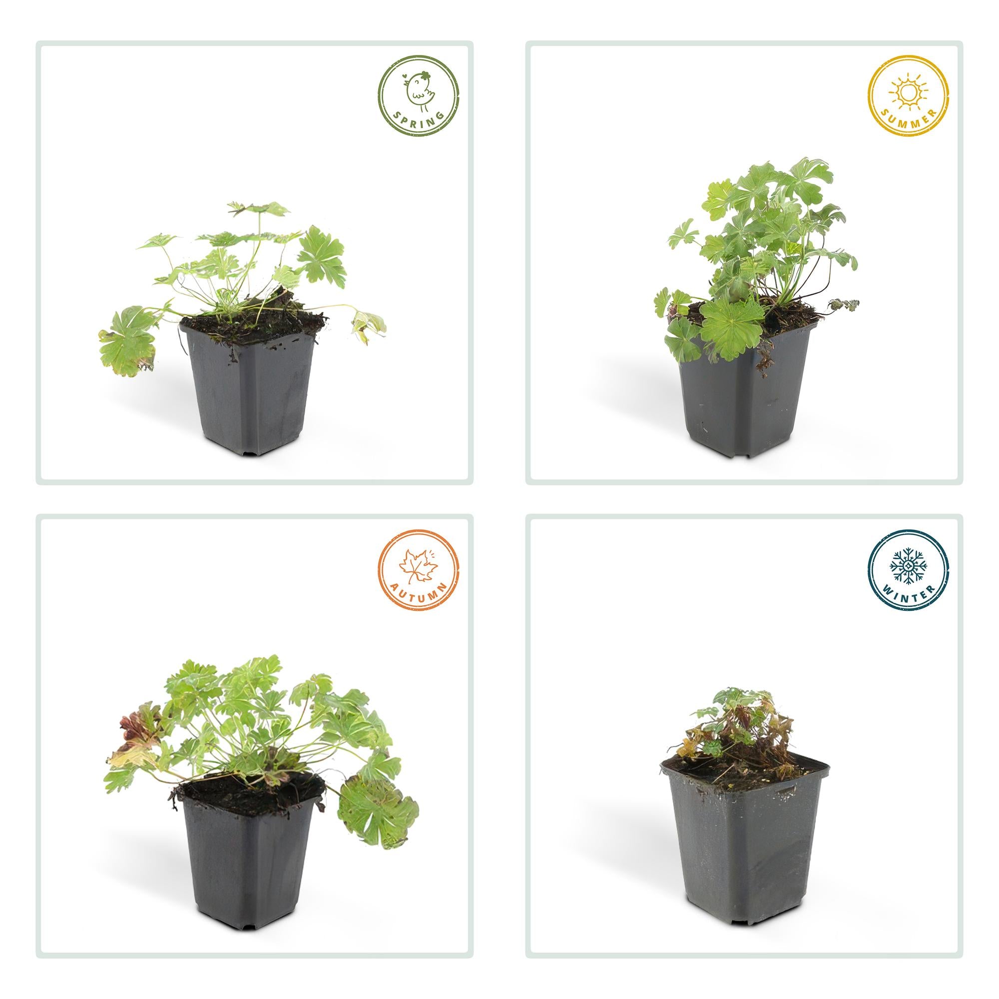 24x Geranium cantabrigiense ‘Biokovo’ – Duft-Storchschnabel für Garten &amp; Beete – Höhe 10–25 cm – Ø 9 cm