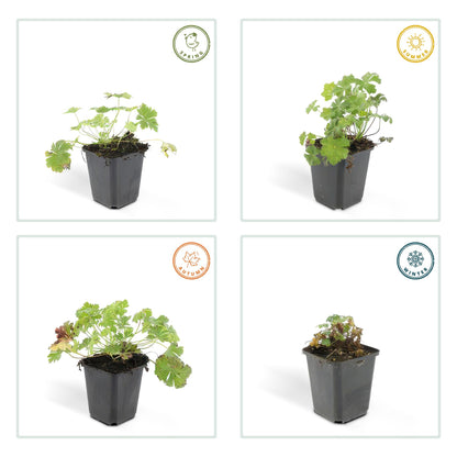 24x Geranium cantabrigiense ‘Biokovo’ – Duft-Storchschnabel für Garten &amp; Beete – Höhe 10–25 cm – Ø 9 cm