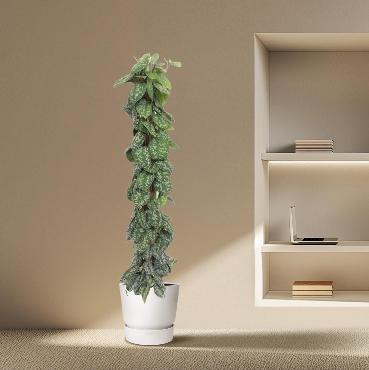 Scindapsus Pictus Trebie - 160 cm - Ø 30 - Wurzelwerk Design