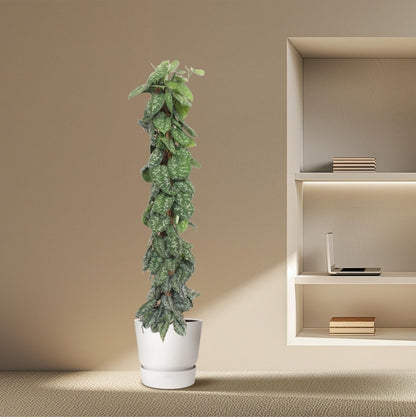 Scindapsus Pictus Trebie - 160 cm - Ø 30 - Wurzelwerk Design