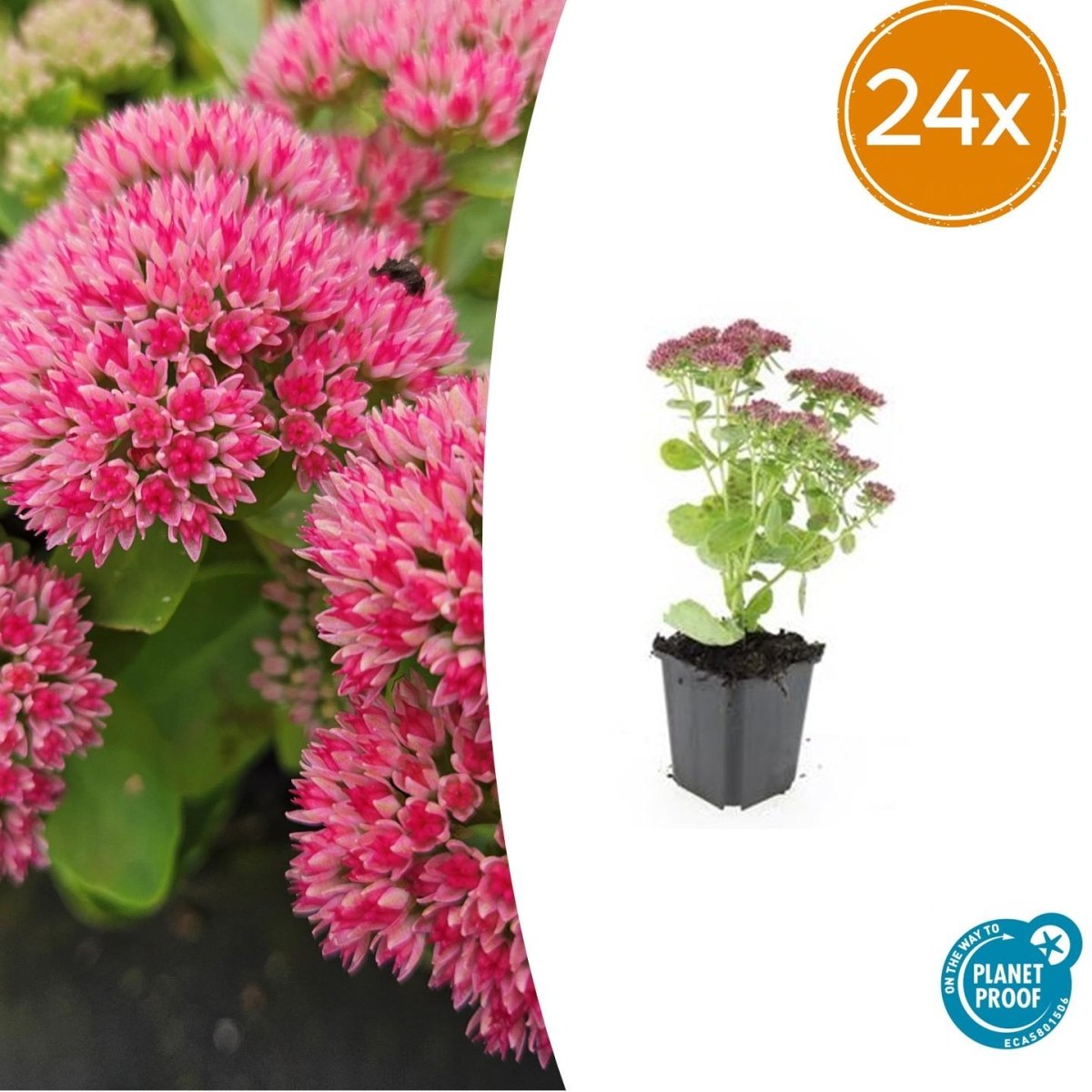 Sedum ‘Herbstfreude’ – 24 Stück, Ø 9 cm Topf, Wuchshöhe 10 - 25 cm – Pflegeleichte, winterharte Staude mit spätem Blütenzauber - Wurzelwerk Design