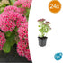 Sedum ‘Herbstfreude’ – 24 Stück, Ø 9 cm Topf, Wuchshöhe 10 - 25 cm – Pflegeleichte, winterharte Staude mit spätem Blütenzauber - Wurzelwerk Design