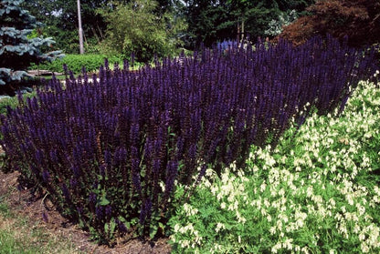 Salvia nemorosa ‘Mainacht’ – 24 Stück, Ø 9 cm Topf, Höhe 10–25 cm – Duftender, winterharter Ziersalbei für Garten &amp; Bienen - Wurzelwerk Design