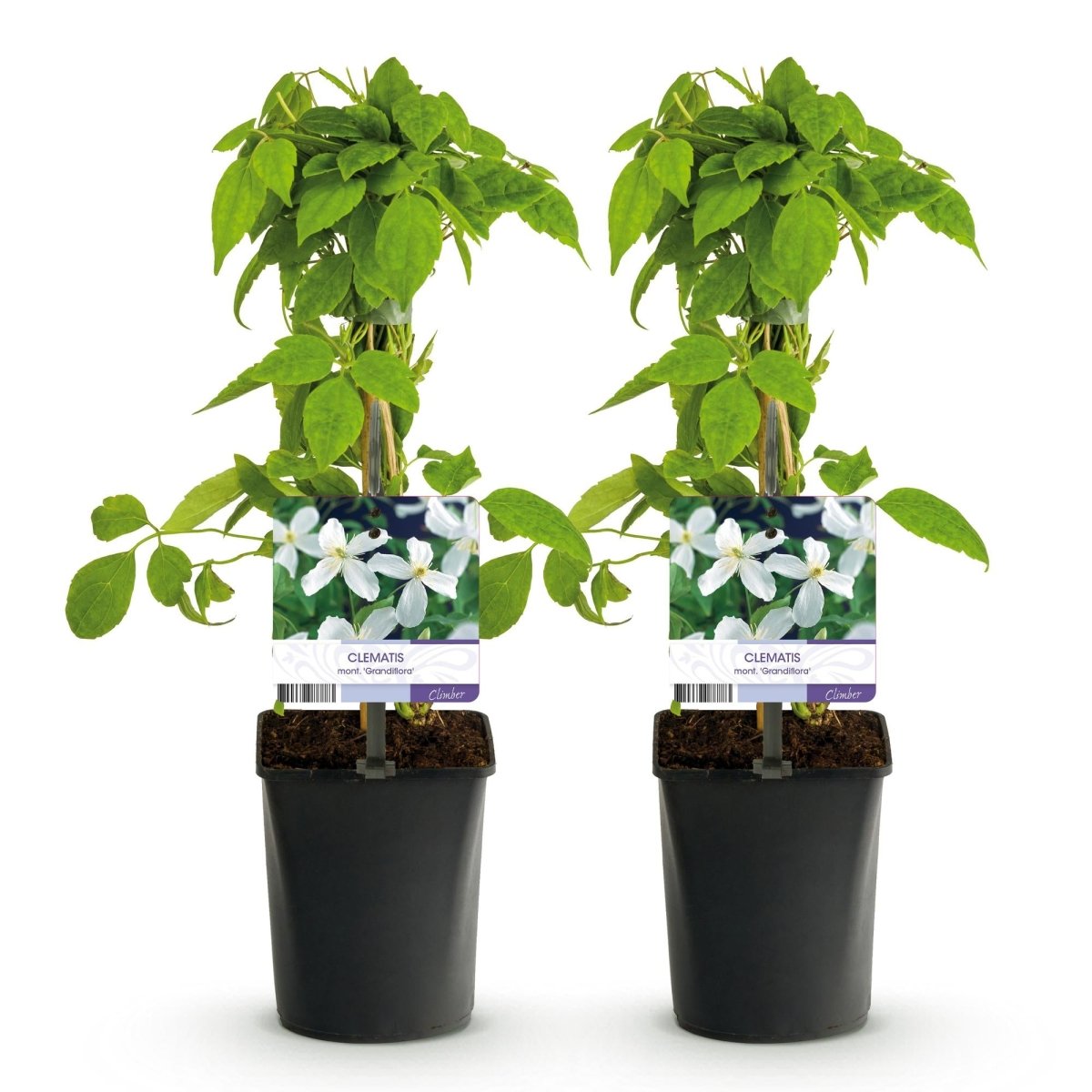 Clematis montana &