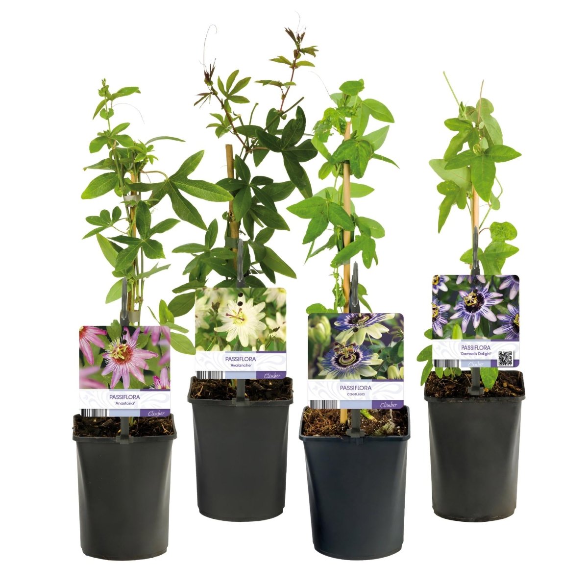 Passionsblume Passiflora Rainbow | Rosa - Weiß - Lila - Grün Blüten – 4 Pflanzen - Wurzelwerk Design