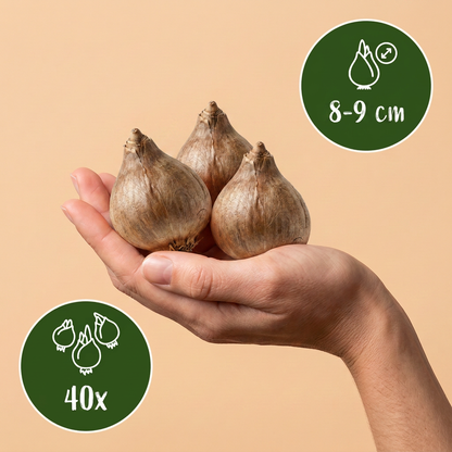 Sommer-Knotenblume – Leucojum aestivum online kaufen | 40 bis 320 Blumenzwiebeln, weiß &amp; für feuchte Standorte – Wurzelwerk Design