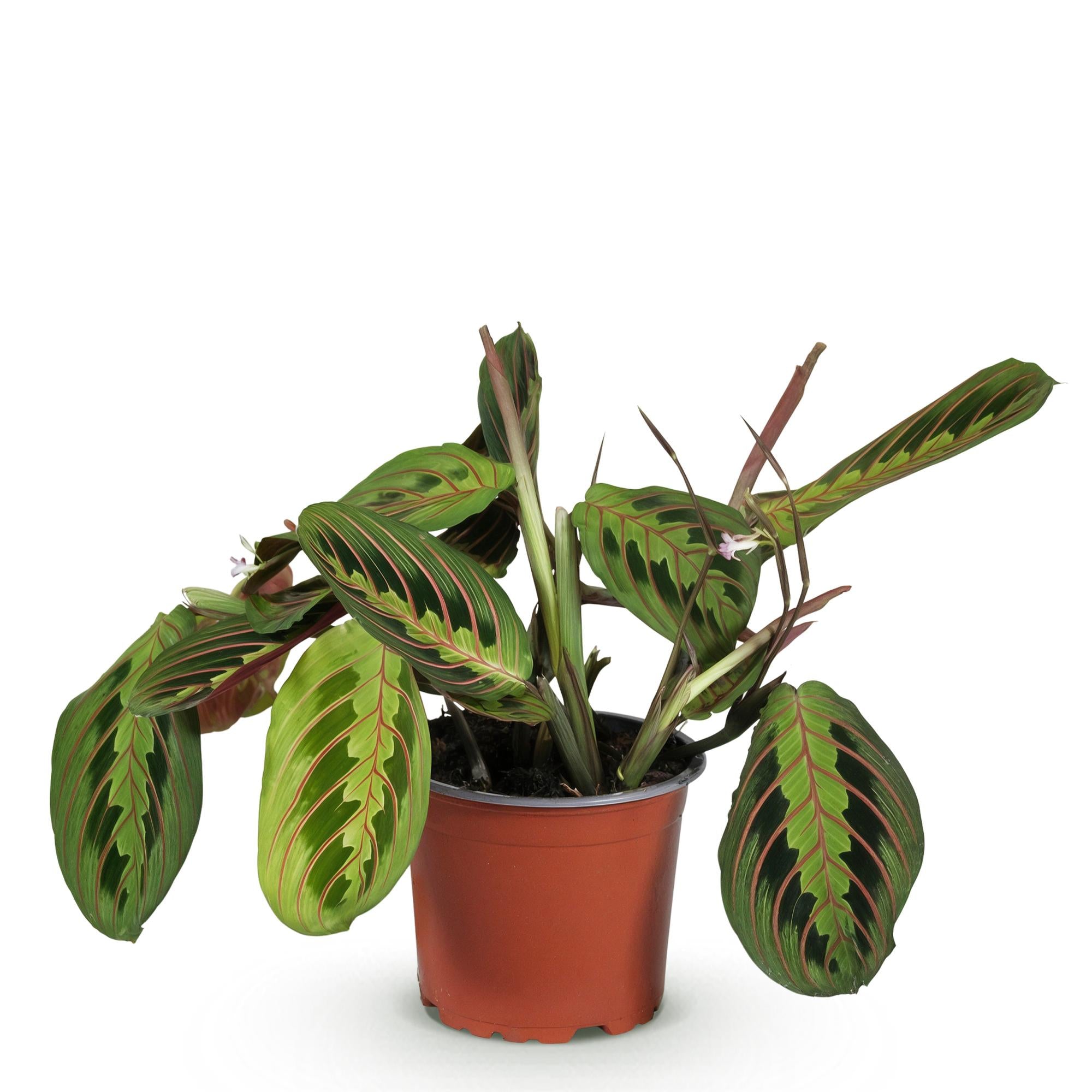Everspring Maranta Fascinator Tricolour, grüne Gebetsblatt-Pflanze im 12cm Topf, etwa 25cm hoch, haustierfreundlich.