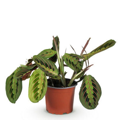 Everspring Maranta Fascinator Tricolour, grüne Gebetsblatt-Pflanze im 12cm Topf, etwa 25cm hoch, haustierfreundlich.