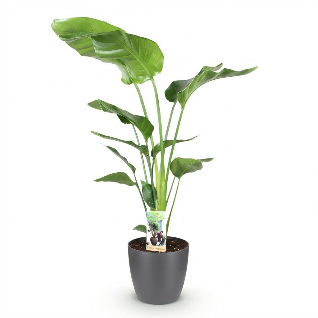 Strelitzia Nicolai Paradiesvogelblume in weißem oder grauem Potter-Topf, 110-120cm hoch, Everspring Pflanze.