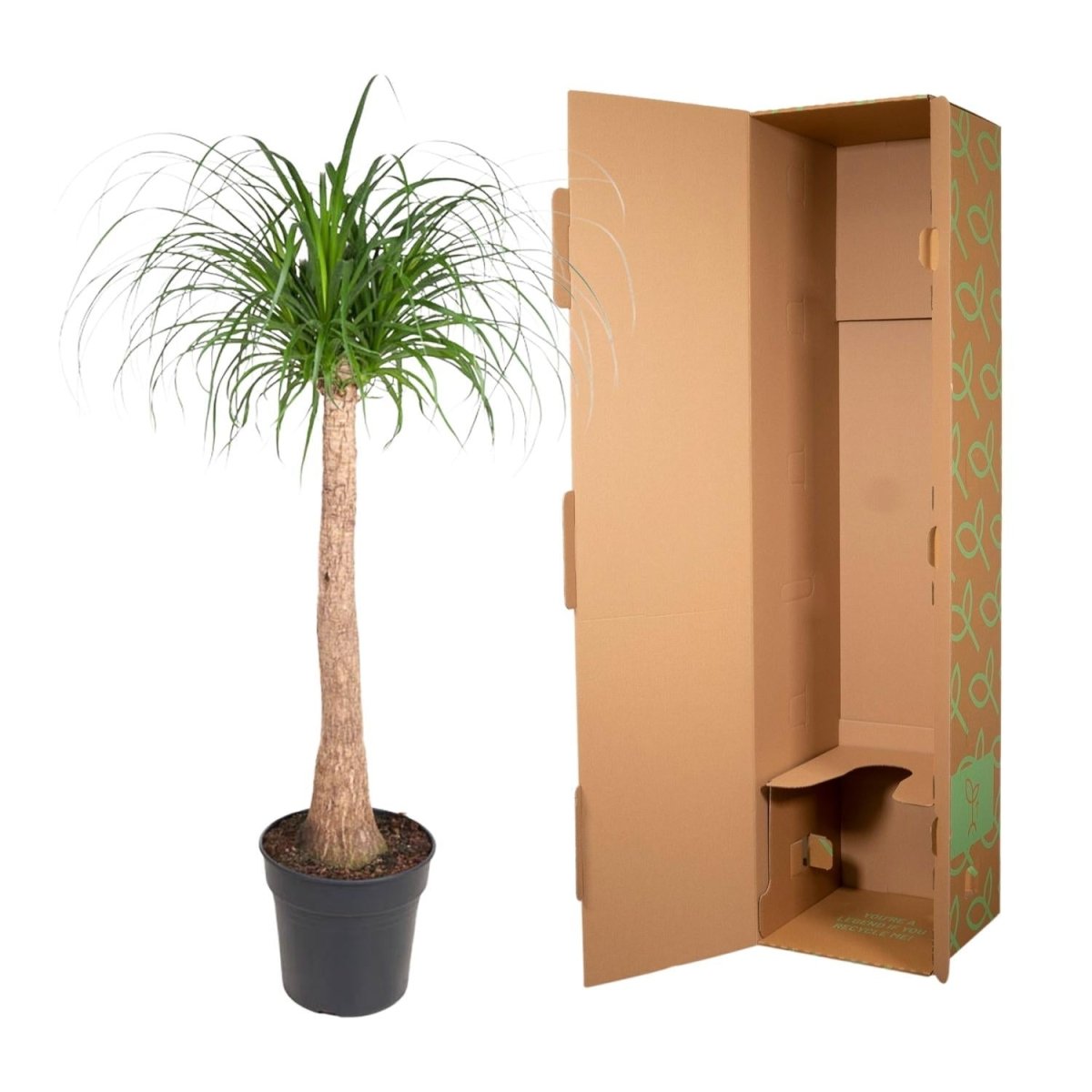 Beaucarnea Elefantenfuß 120 cm | Zimmerpflanze im Ø32 cm Topf – Pflegeleicht &amp; Exotisch - Wurzelwerk Design