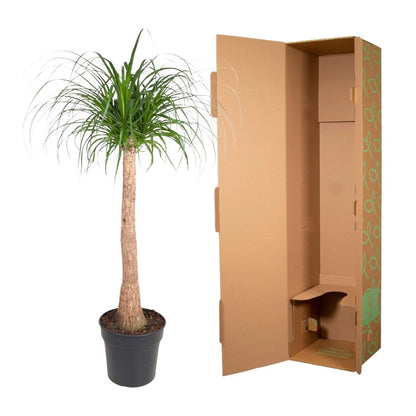 Beaucarnea Elefantenfuß 120 cm | Zimmerpflanze im Ø32 cm Topf – Pflegeleicht &amp; Exotisch - Wurzelwerk Design