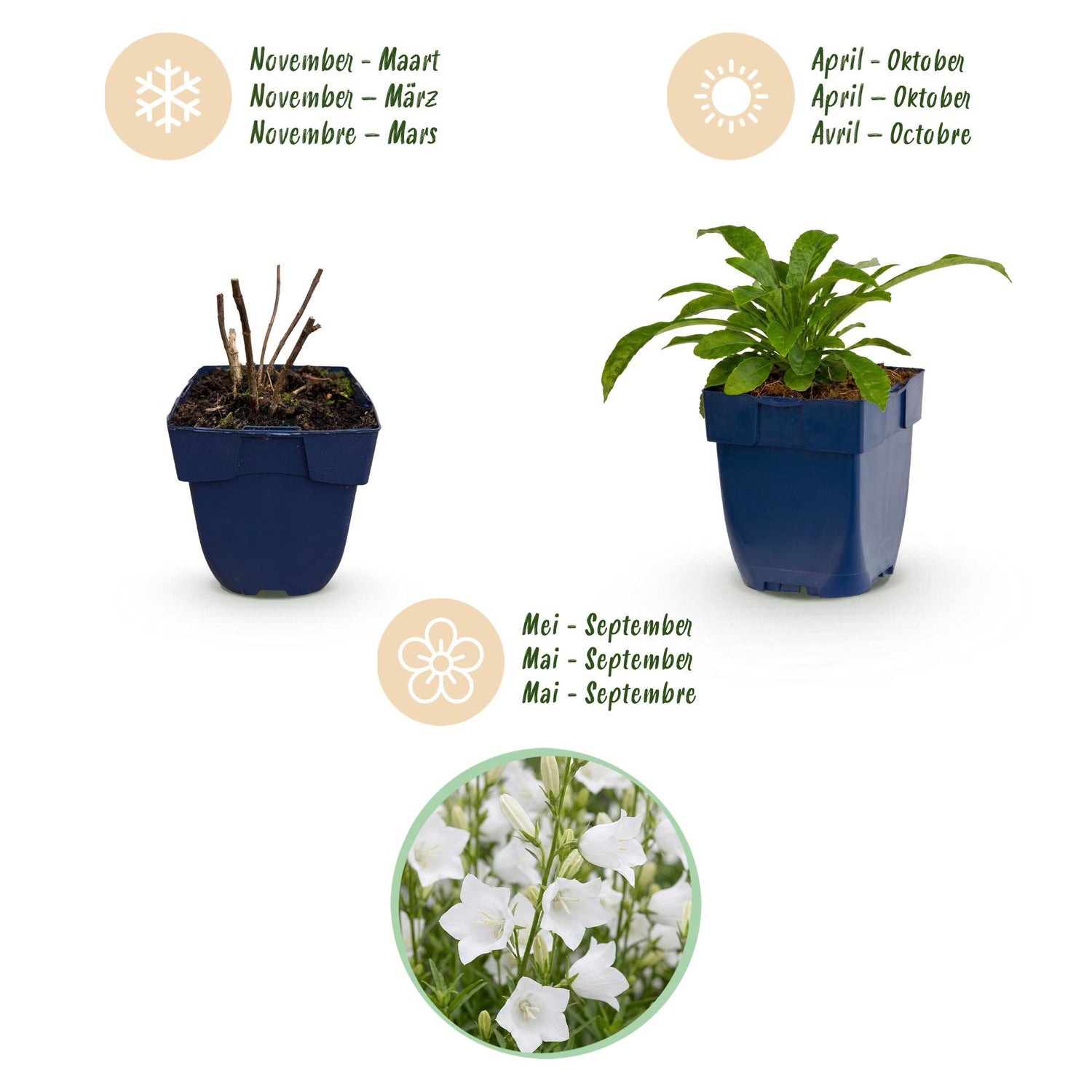 Weiße Glockenblume kaufen | Campanula Alba – 6er-Set