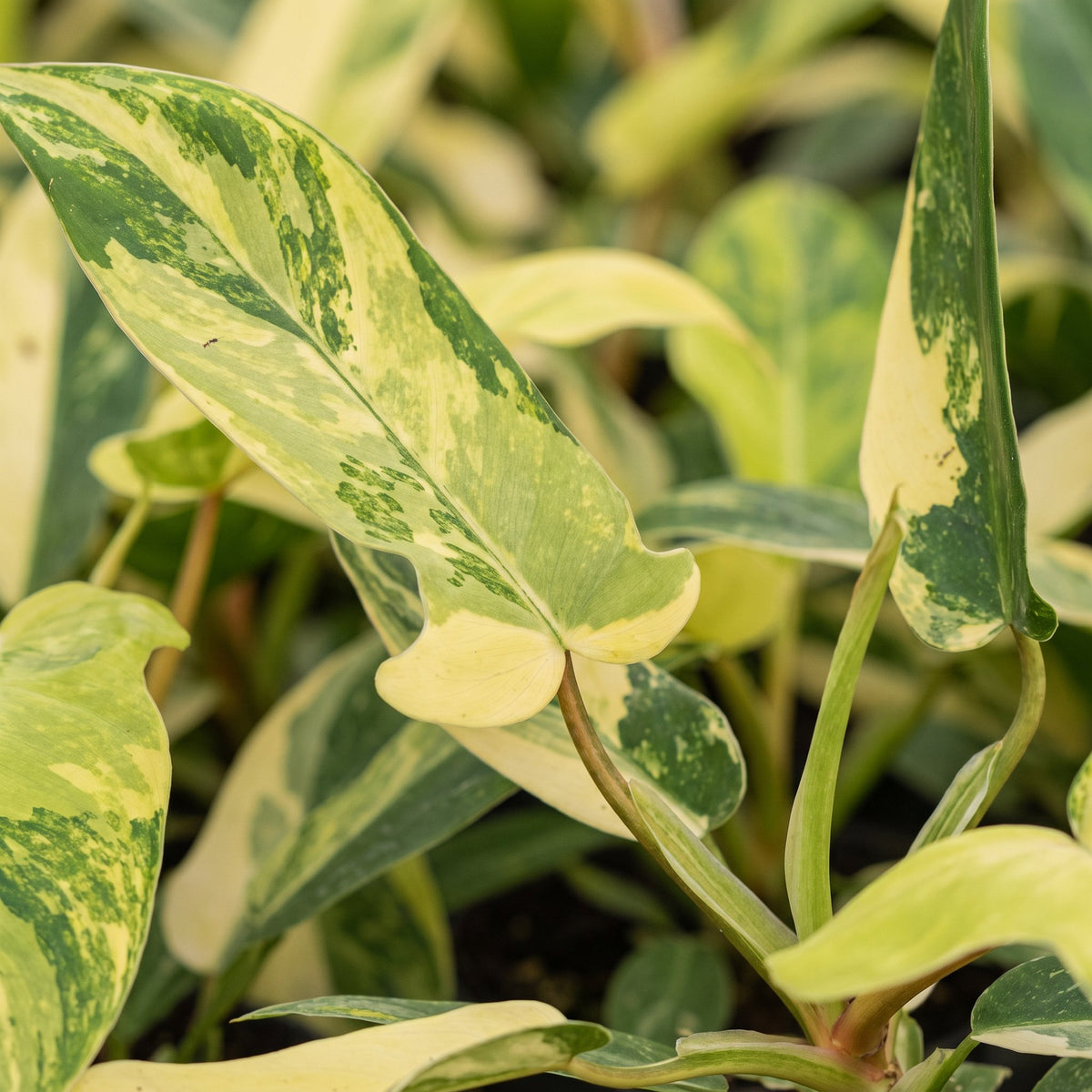 Philodendron &
