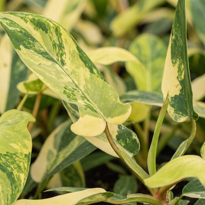 Philodendron &