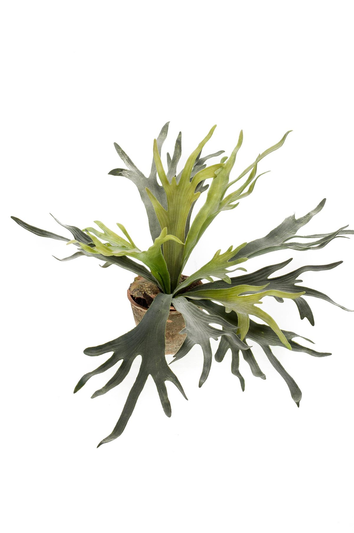 Everspring Kunstpflanze, Staghorn Farn, Geweihfarn, 50 cm, detailreiche, grüne Dekorationspflanze, realistisch gestaltet