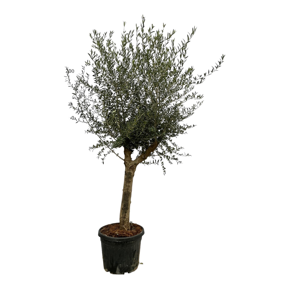 Großer Olea Lorc Olivenbaum von Everspring, 200 cm, Terrassenpflanze mit grünen Blättern und robustem Stamm.