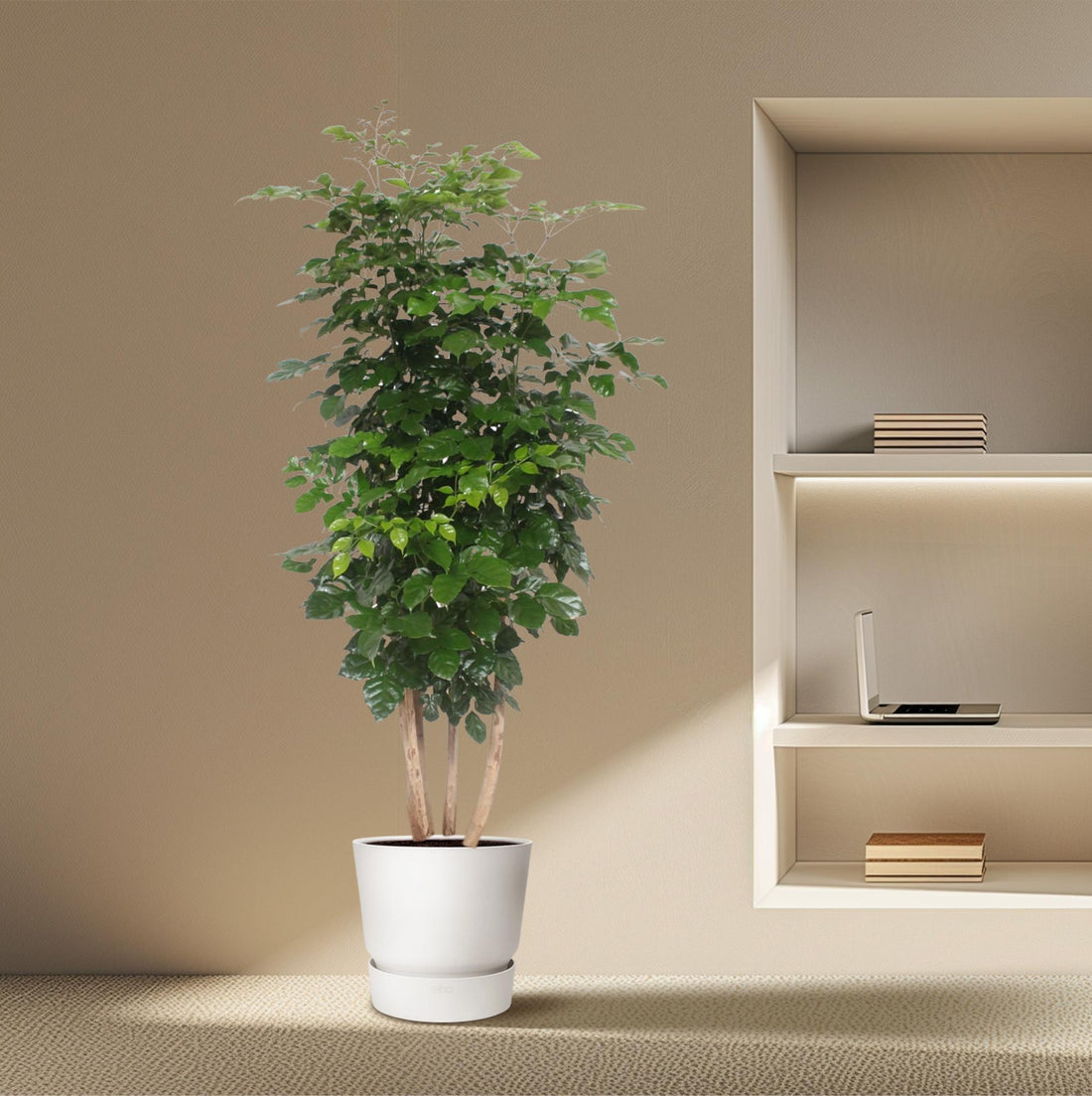 Everspring Radermachera hainanensis Pflanze, 190 cm, tropischer Blickfang mit grünem Laub für dein Zuhause