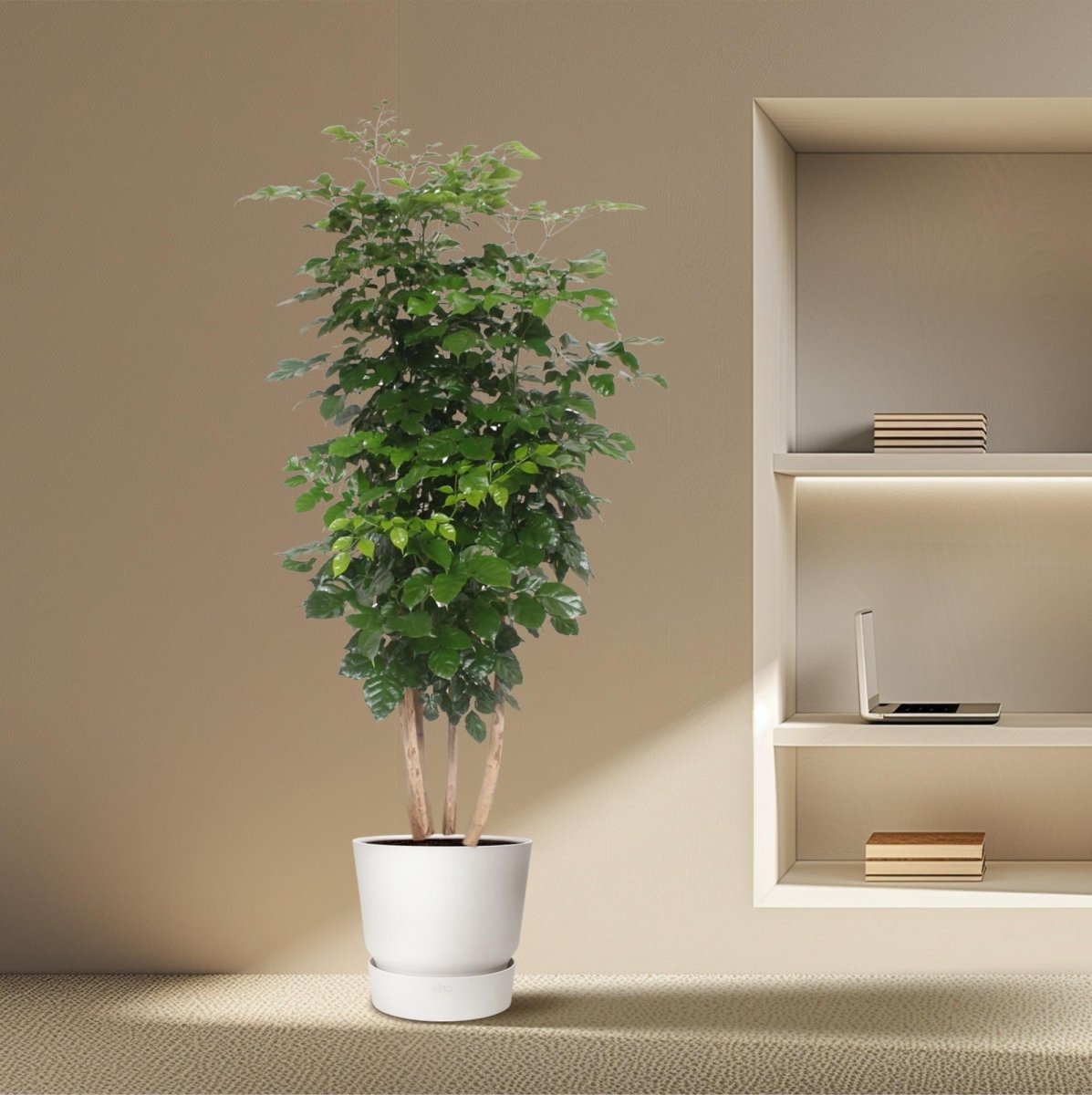 Radermachera hainanensis – 190 cm | Tropischer Blickfang für dein Zuhause - Wurzelwerk Design