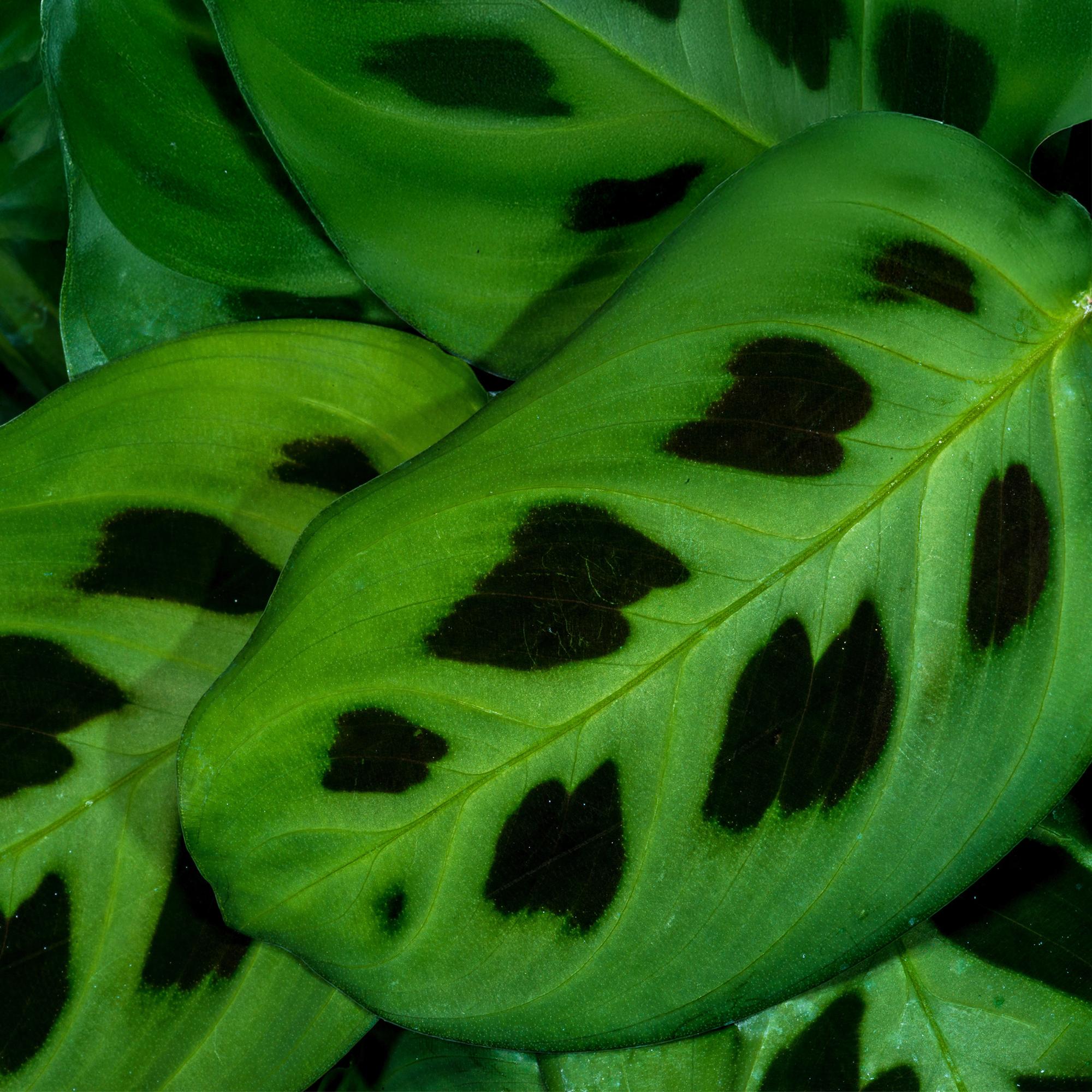 Maranta Fascinator Kerchoveana Zebrapflanze, Topf 12cm, Höhe 25cm, Everspring. Grüne Pflanze mit zebramusterblättern.