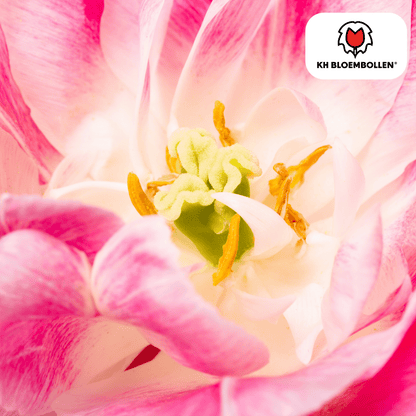 Tulpenzwiebeln Columbus – 20 Stück | Gefüllte rosa - weiße Tulpen - Wurzelwerk Design
