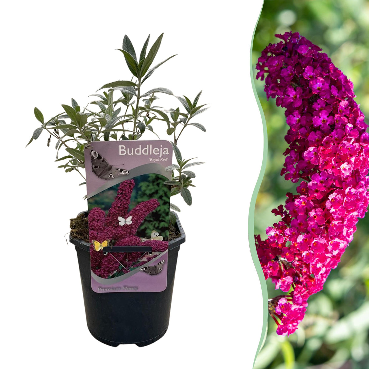 Buddleja davidii Royal Red Schmetterlingsstrauch in Topf, rot blühende Pflanze, laubabwerfend, schmetterlingsanziehend, 17cm Topf