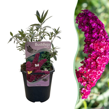 Schmetterlingsstrauch - Buddleja davidii Royal Red - Blume Rot - 1 Pflanze - Laubabwerfend - Schmetterlingsanziehend - Topf 17cm Höhe 25cm