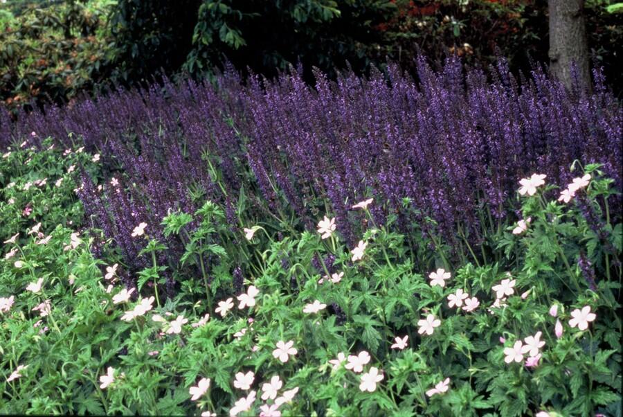 Salvia nemorosa ‘Mainacht’ – 24 Stück, Ø 9 cm Topf, Höhe 10–25 cm – Duftender, winterharter Ziersalbei für Garten &amp; Bienen - Wurzelwerk Design