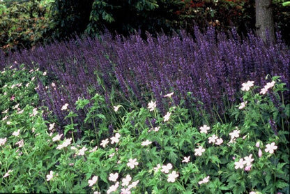 Salvia nemorosa ‘Mainacht’ – 24 Stück, Ø 9 cm Topf, Höhe 10–25 cm – Duftender, winterharter Ziersalbei für Garten &amp; Bienen - Wurzelwerk Design