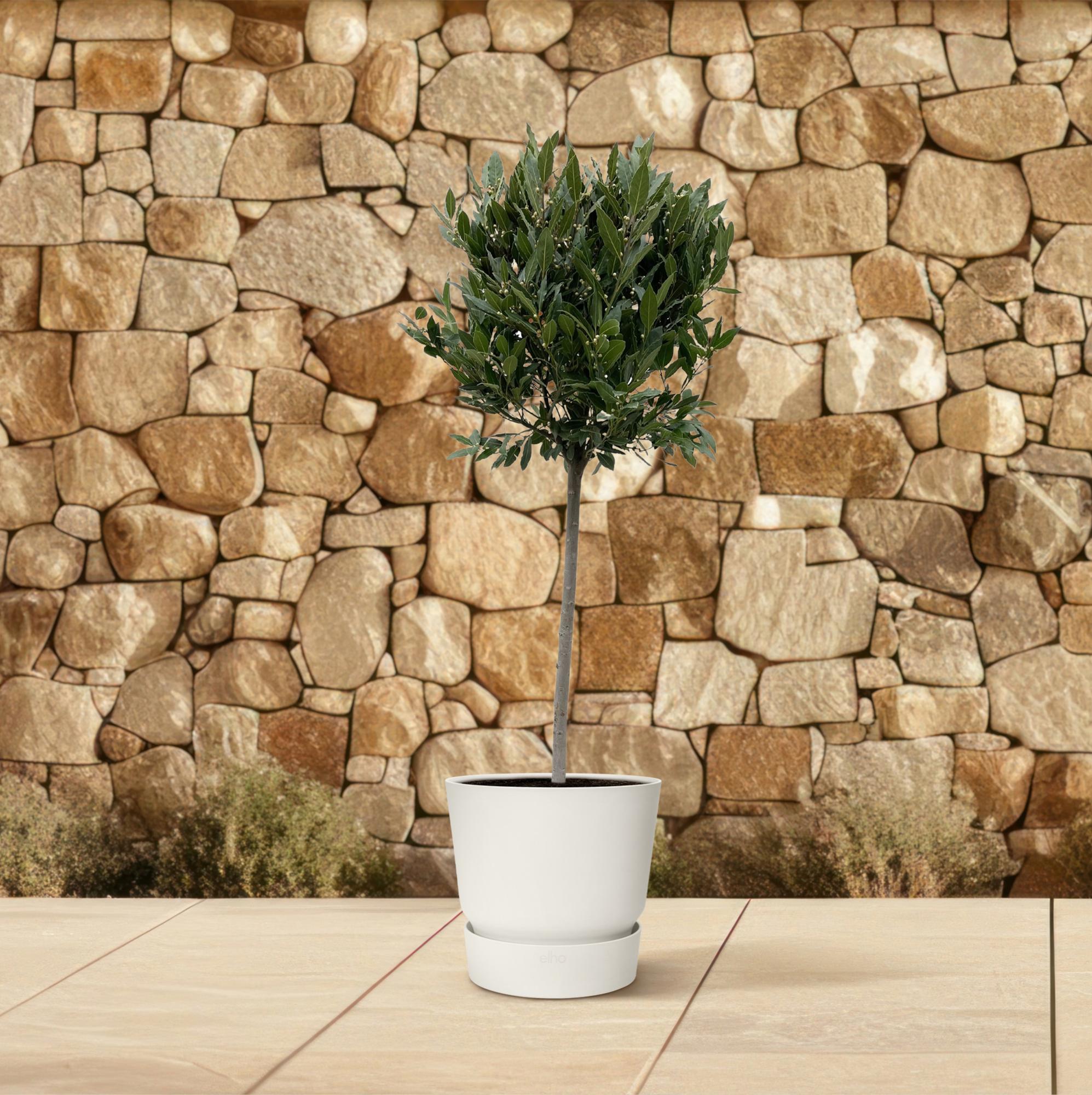 Echter Lorbeerbaum von Everspring, 210 cm hoch, mit rundem Durchmesser von 40 cm, grüne Blätter, als Zimmer- oder Gartenpflanze